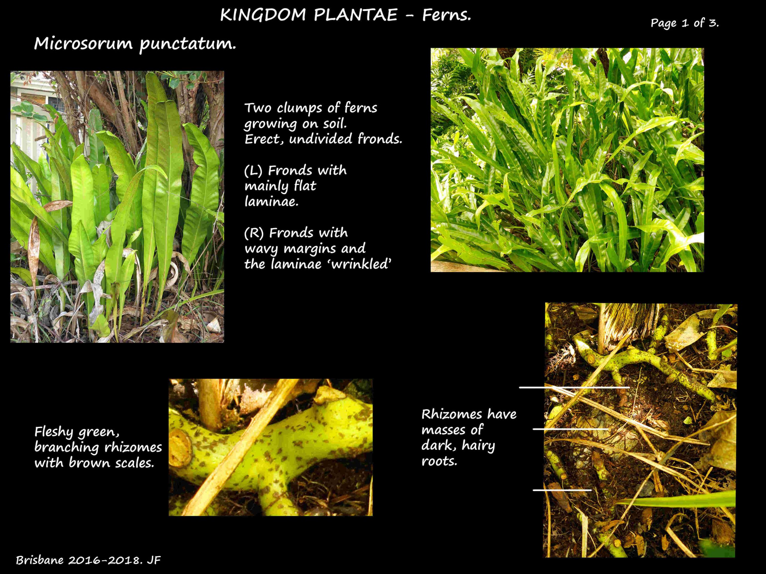 1 Microsorum punctatum plants & rhizomes